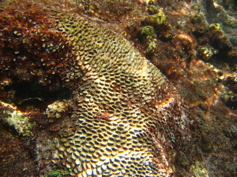 Red-Reef-Park-Underwater-Snorkeling-Pictures-Boca-Raton-FL-037