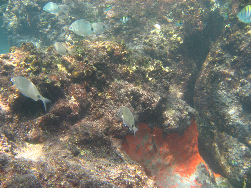 Red-Reef-Park-Underwater-Snorkeling-Pictures-Boca-Raton-FL-038