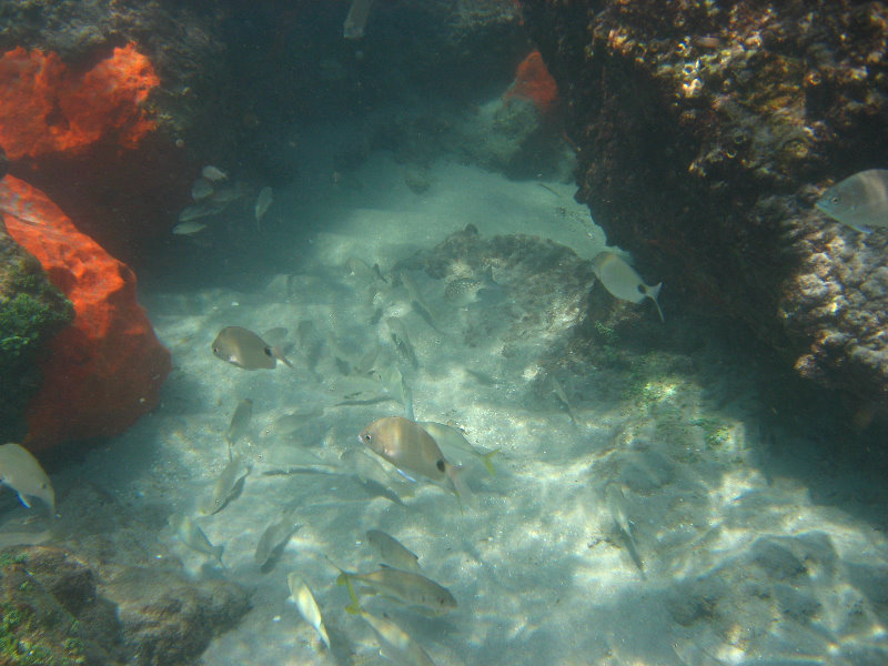 Red-Reef-Park-Underwater-Snorkeling-Pictures-Boca-Raton-FL-040