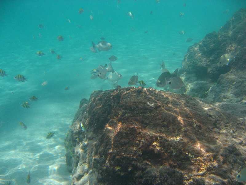 Red-Reef-Park-Underwater-Snorkeling-Pictures-Boca-Raton-FL-041
