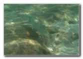 Red-Reef-Park-Underwater-Snorkeling-Pictures-Boca-Raton-FL-003