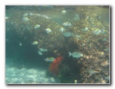 Red-Reef-Park-Underwater-Snorkeling-Pictures-Boca-Raton-FL-006