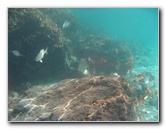 Red-Reef-Park-Underwater-Snorkeling-Pictures-Boca-Raton-FL-008