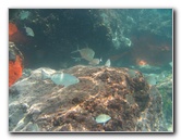 Red-Reef-Park-Underwater-Snorkeling-Pictures-Boca-Raton-FL-009