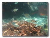 Red-Reef-Park-Underwater-Snorkeling-Pictures-Boca-Raton-FL-010