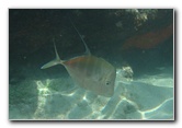 Red-Reef-Park-Underwater-Snorkeling-Pictures-Boca-Raton-FL-011