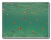 Red-Reef-Park-Underwater-Snorkeling-Pictures-Boca-Raton-FL-012