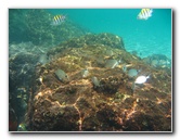 Red-Reef-Park-Underwater-Snorkeling-Pictures-Boca-Raton-FL-015