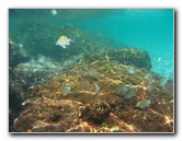 Red-Reef-Park-Underwater-Snorkeling-Pictures-Boca-Raton-FL-016