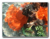 Red-Reef-Park-Underwater-Snorkeling-Pictures-Boca-Raton-FL-017
