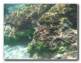 Red-Reef-Park-Underwater-Snorkeling-Pictures-Boca-Raton-FL-019