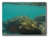 Red-Reef-Park-Underwater-Snorkeling-Pictures-Boca-Raton-FL-021