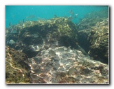 Red-Reef-Park-Underwater-Snorkeling-Pictures-Boca-Raton-FL-022
