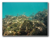 Red-Reef-Park-Underwater-Snorkeling-Pictures-Boca-Raton-FL-023