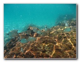 Red-Reef-Park-Underwater-Snorkeling-Pictures-Boca-Raton-FL-024