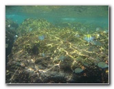 Red-Reef-Park-Underwater-Snorkeling-Pictures-Boca-Raton-FL-025