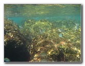 Red-Reef-Park-Underwater-Snorkeling-Pictures-Boca-Raton-FL-027
