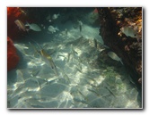 Red-Reef-Park-Underwater-Snorkeling-Pictures-Boca-Raton-FL-031