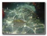Red-Reef-Park-Underwater-Snorkeling-Pictures-Boca-Raton-FL-032