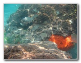 Red-Reef-Park-Underwater-Snorkeling-Pictures-Boca-Raton-FL-034