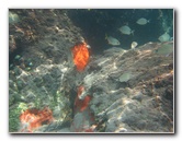 Red-Reef-Park-Underwater-Snorkeling-Pictures-Boca-Raton-FL-035