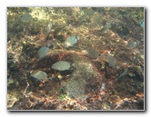 Red-Reef-Park-Underwater-Snorkeling-Pictures-Boca-Raton-FL-036
