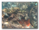 Red-Reef-Park-Underwater-Snorkeling-Pictures-Boca-Raton-FL-038