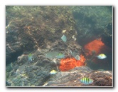 Red-Reef-Park-Underwater-Snorkeling-Pictures-Boca-Raton-FL-042