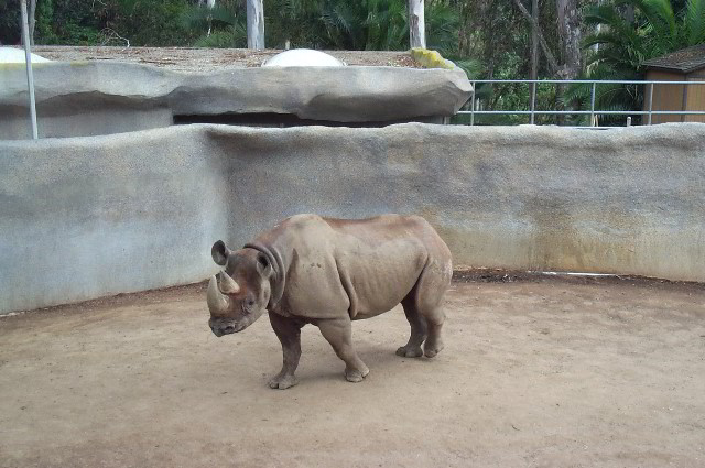 San-Diego-Zoo-Pictures-012
