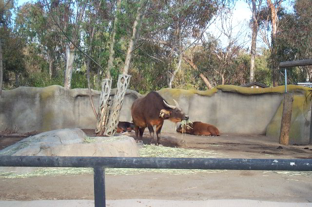 San-Diego-Zoo-Pictures-064