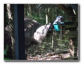Sante-Fe-Community-College-Teaching-Zoo-Gainesville-FL-007