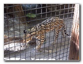 Sante-Fe-Community-College-Teaching-Zoo-Gainesville-FL-010