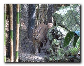 Sante-Fe-Community-College-Teaching-Zoo-Gainesville-FL-018
