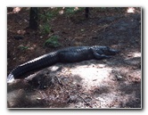 Sante-Fe-Community-College-Teaching-Zoo-Gainesville-FL-033