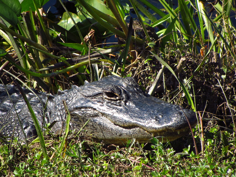 Shark-Valley-Visitor-Center-Everglades-National-Park-Miami-FL-015