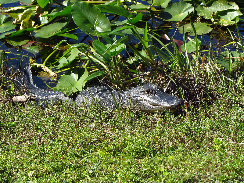 Shark-Valley-Visitor-Center-Everglades-National-Park-Miami-FL-016
