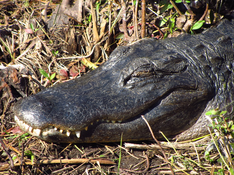 Shark-Valley-Visitor-Center-Everglades-National-Park-Miami-FL-027