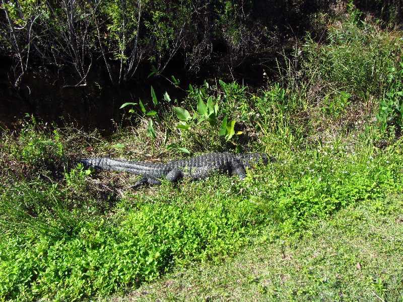 Shark-Valley-Visitor-Center-Everglades-National-Park-Miami-FL-033