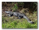 Shark-Valley-Visitor-Center-Everglades-National-Park-Miami-FL-025