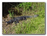 Shark-Valley-Visitor-Center-Everglades-National-Park-Miami-FL-026