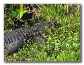 Shark-Valley-Visitor-Center-Everglades-National-Park-Miami-FL-034