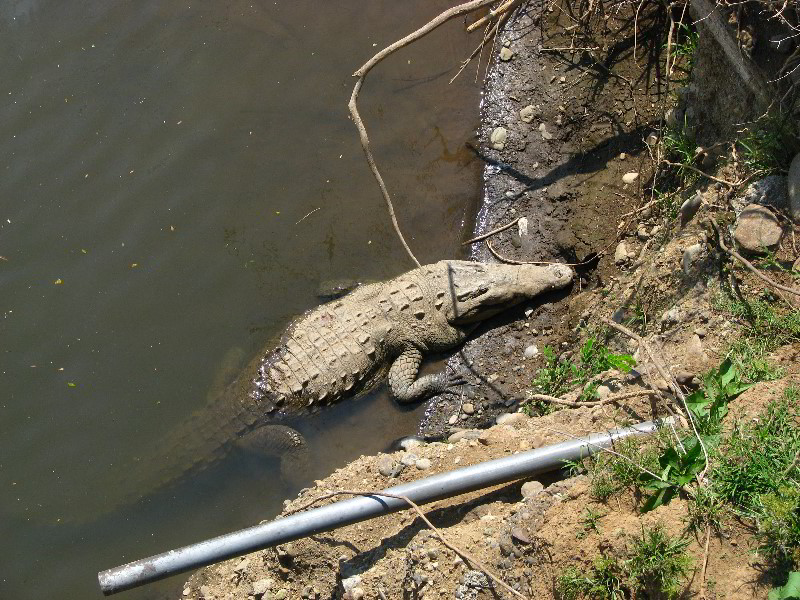 Tarcoles-River-Crocodile-Feeding-Costa-Rica-003