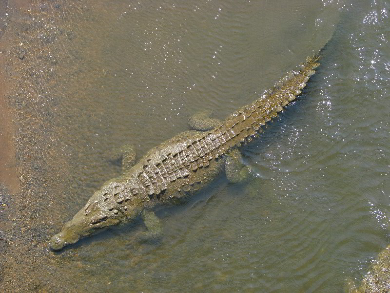 Tarcoles-River-Crocodile-Feeding-Costa-Rica-014