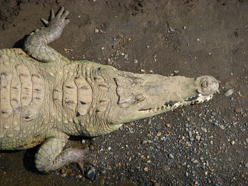 Tarcoles-River-Crocodile-Feeding-Costa-Rica-020