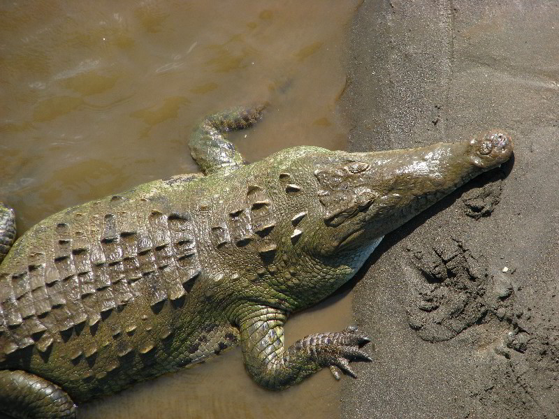 Tarcoles-River-Crocodile-Feeding-Costa-Rica-025