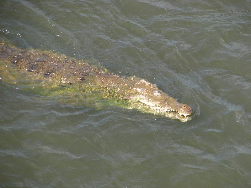 Tarcoles-River-Crocodile-Feeding-Costa-Rica-030