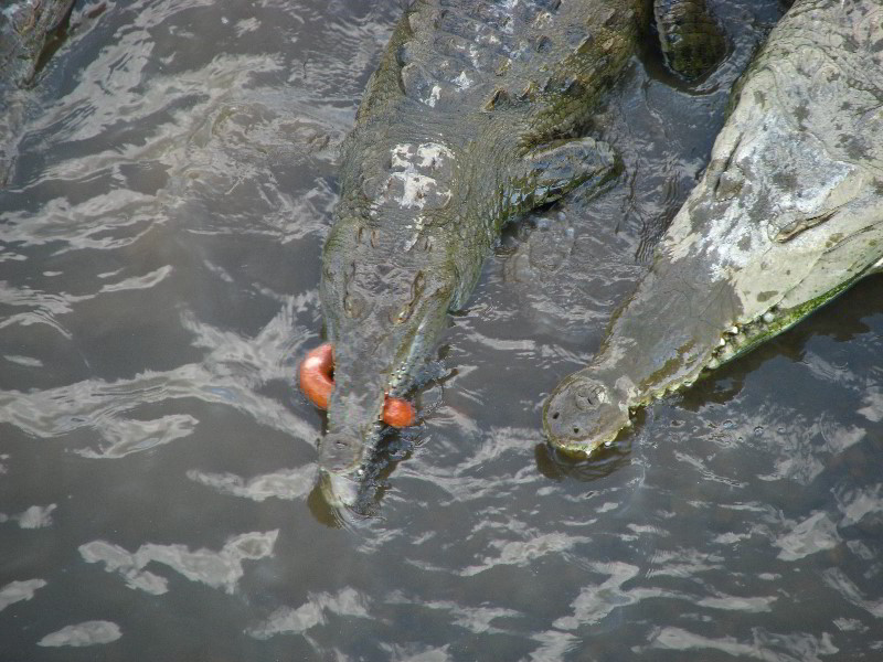 Tarcoles-River-Crocodile-Feeding-Costa-Rica-035