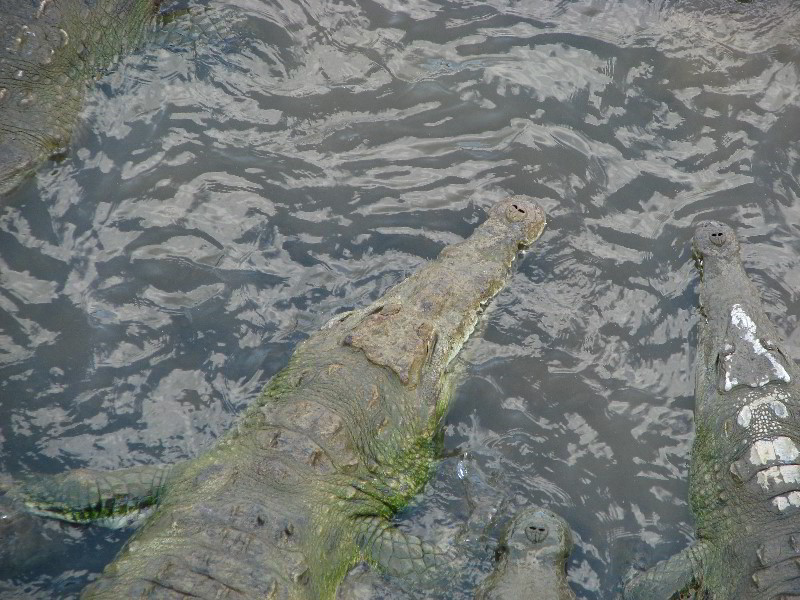 Tarcoles-River-Crocodile-Feeding-Costa-Rica-040
