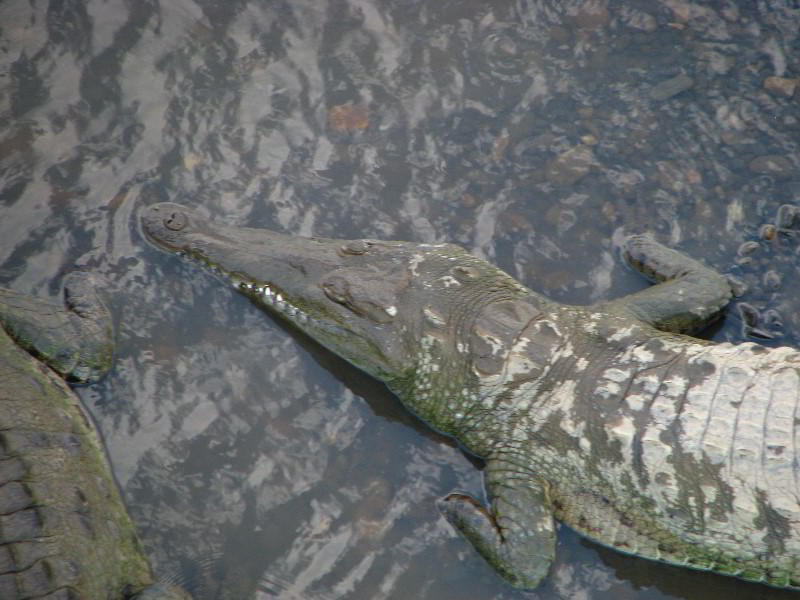Tarcoles-River-Crocodile-Feeding-Costa-Rica-042