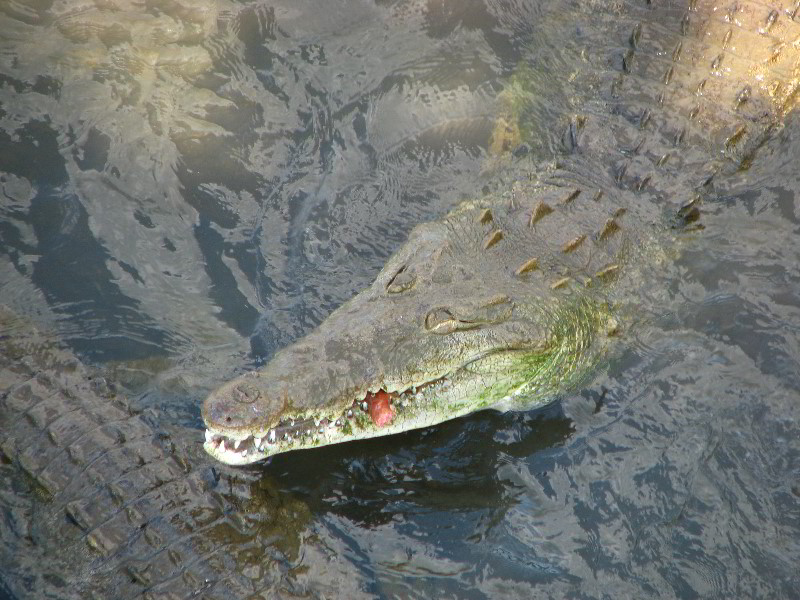 Tarcoles-River-Crocodile-Feeding-Costa-Rica-045